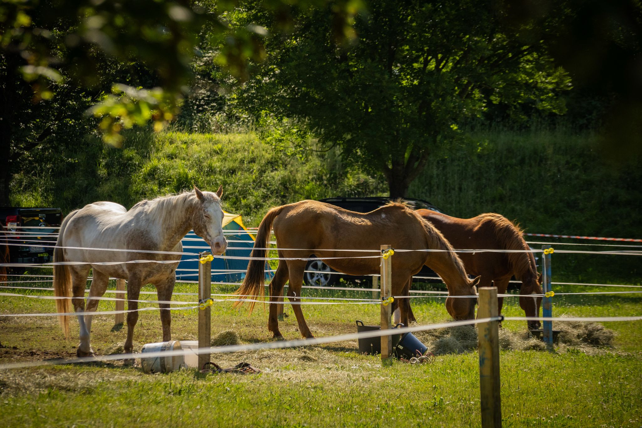 I benefici delle attività con il cavallo